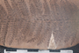 2018 Konecny Paleobotany fossil specimen Laveineopteris rarinervis