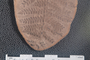 2018 Konecny Paleobotany fossil specimen Laveineopteris rarinervis