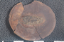 2018 Konecny Paleobotany fossil specimen Trigonocarpus sp.
