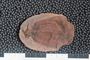 2018 Konecny Paleobotany fossil specimen Trigonocarpus sp.
