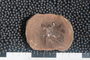 2018 Konecny Paleobotany fossil specimen Lepidocystis truncatus