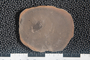 2018 Konecny Paleobotany fossil specimen Neuropterocarpus kidstoni
