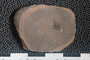2018 Konecny Paleobotany fossil specimen Neuropterocarpus kidstoni