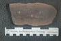 2018 Konecny Paleobotany fossil specimen Asolanus sp.