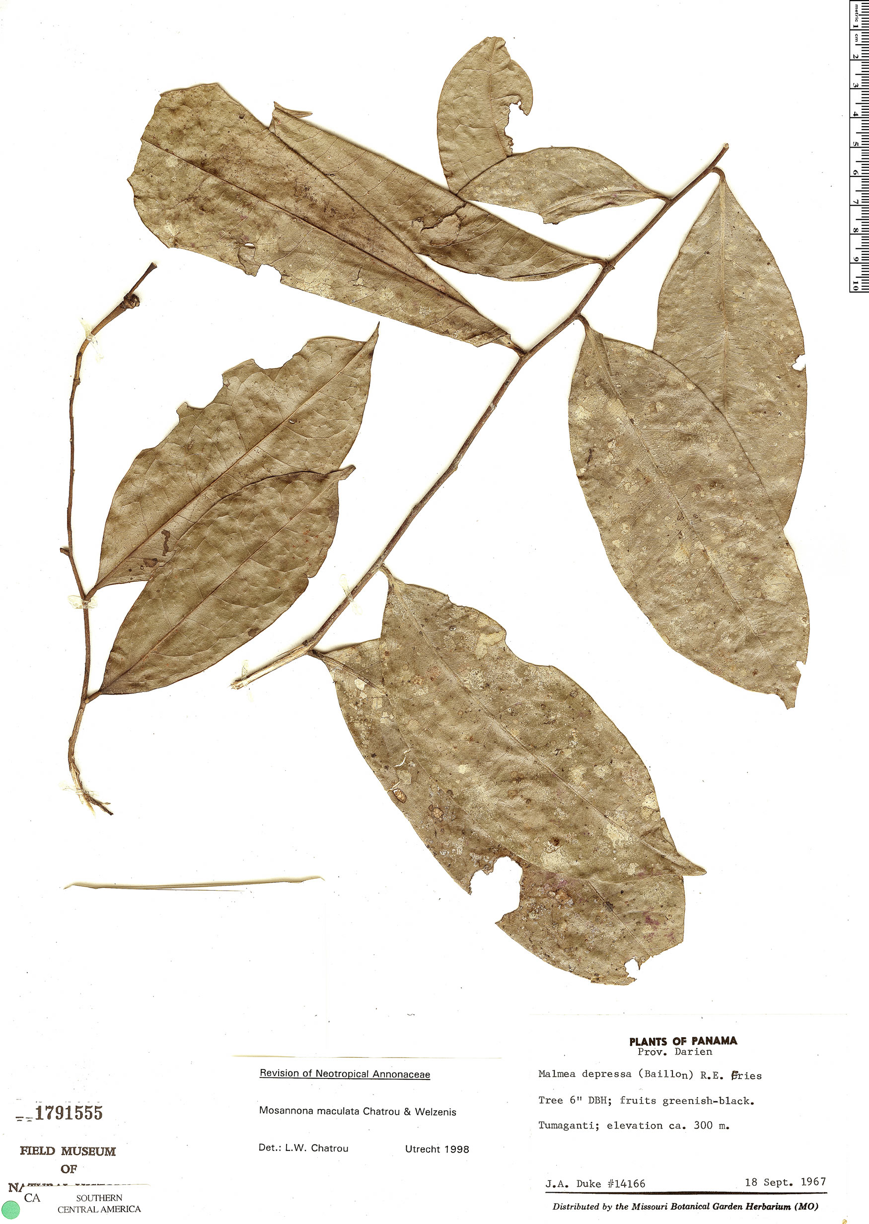 Mosannona maculata image