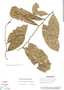 Image of Mosannona maculata