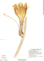 Selenicereus grandiflorus image