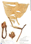 Heliconia episcopalis Vell., Peru, T. B. Croat 17856, F