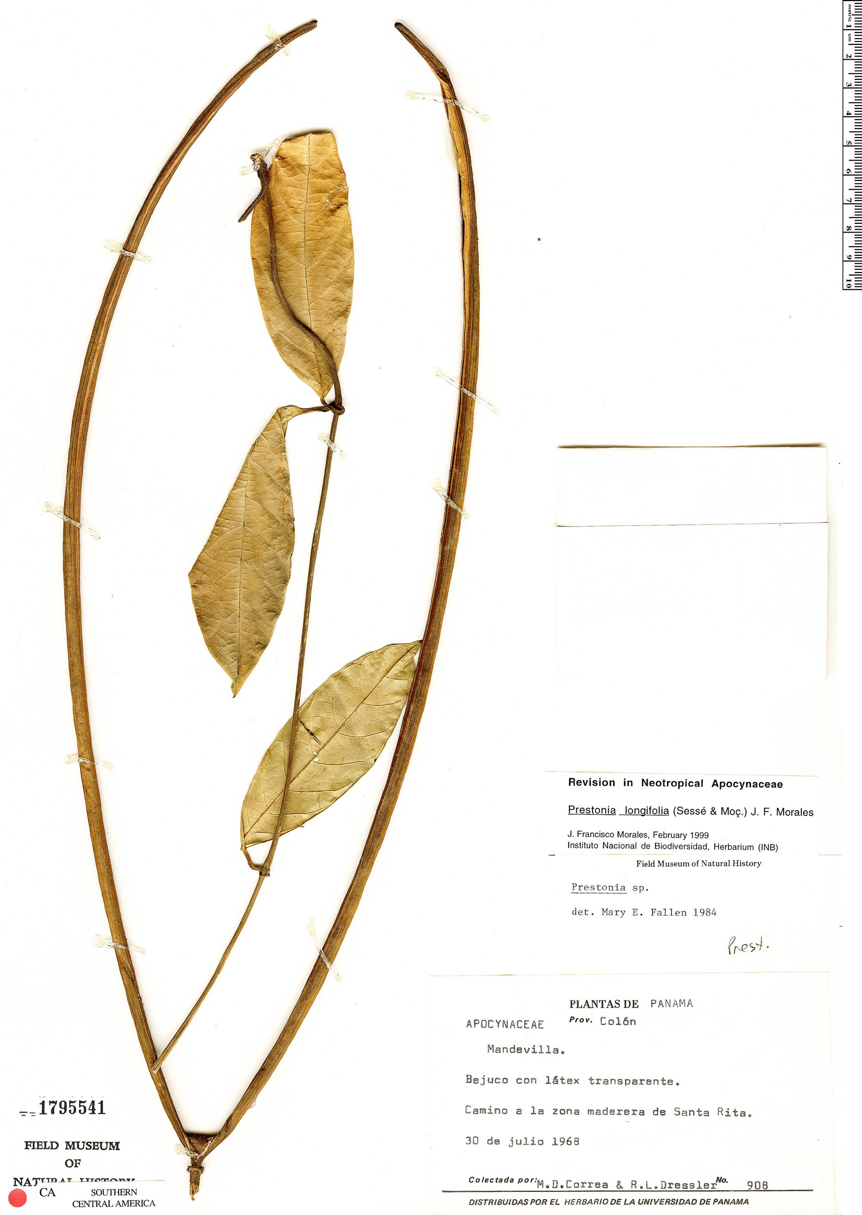Prestonia longifolia image
