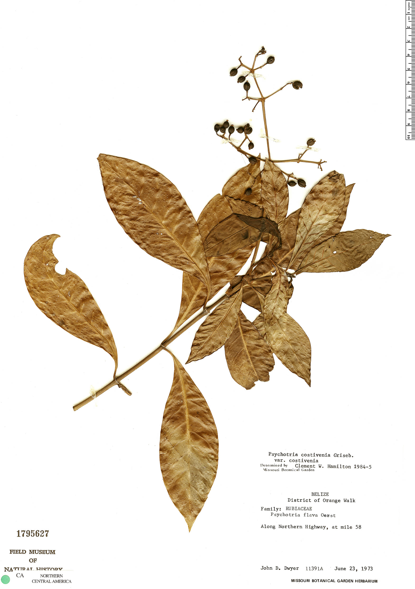 Psychotria costivenia var. costivenia image