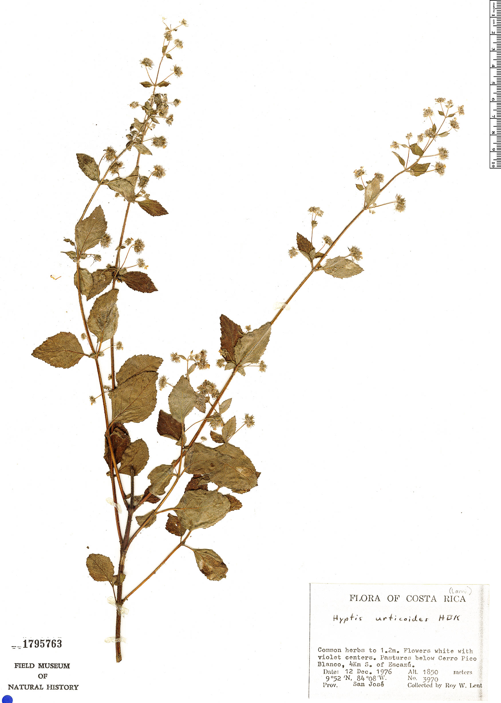 Mesosphaerum urticoides image