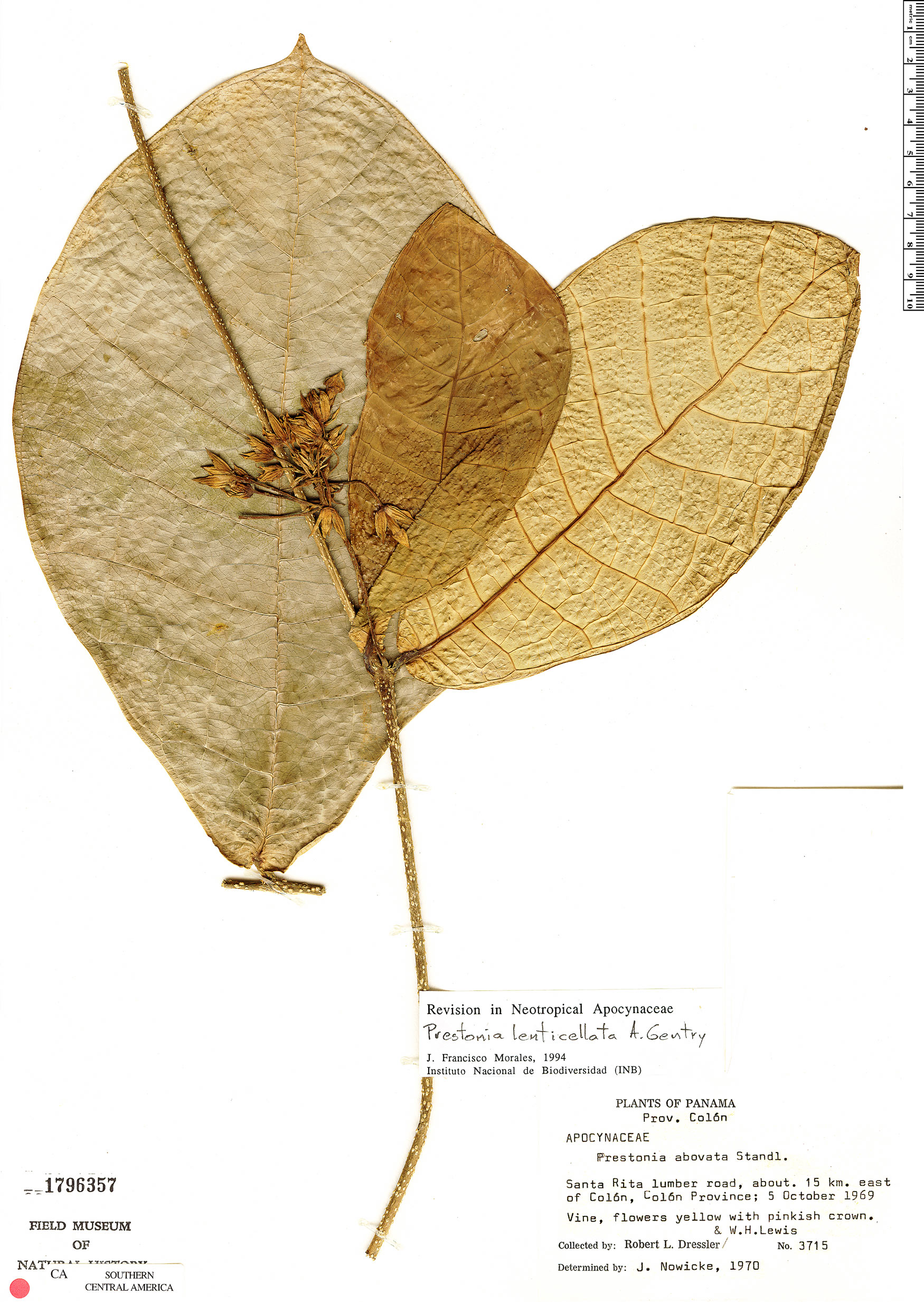 Prestonia lenticellata image
