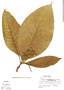 Coussarea cerroazulensis Dwyer, Panama, R. L. Dressler 3709, F