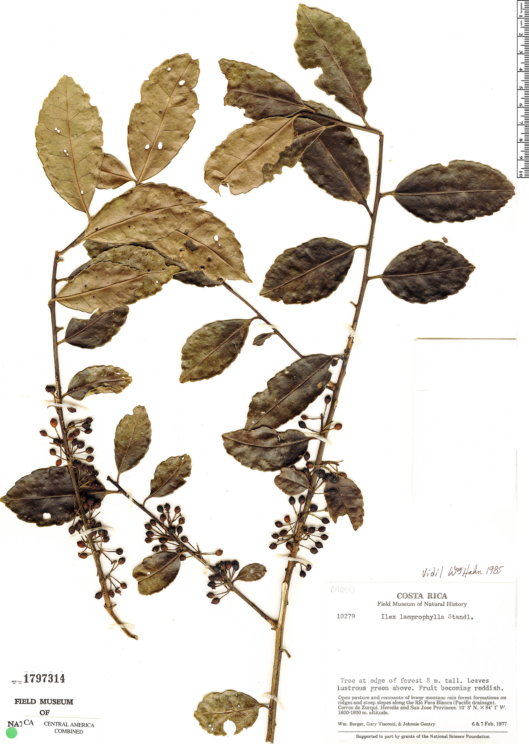 Ilex lamprophylla image