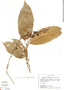 Doliocarpus olivaceus image