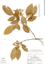 Rourea cuspidata var. densiflora, Peru, R. B. Foster 5081, F