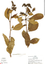 Tournefortia setacea Killip, R. B. Foster 3000, F