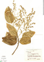 Gallesia integrifolia, Brazil, R. P. Belém 964, F