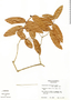Calyptranthes contrerasii image