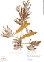Senegalia tenuifolia, Peru, R. B. Foster 3293, F