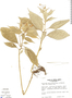 Burmeistera parviflora image