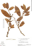 Doliocarpus brevipedicellatus subsp. brevipedicellatus, Brazil, B. Maguire 56668, F
