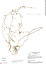 Hemipogon carassensis (Malme) Rapini, Brazil, H. S. Irwin 28231, F