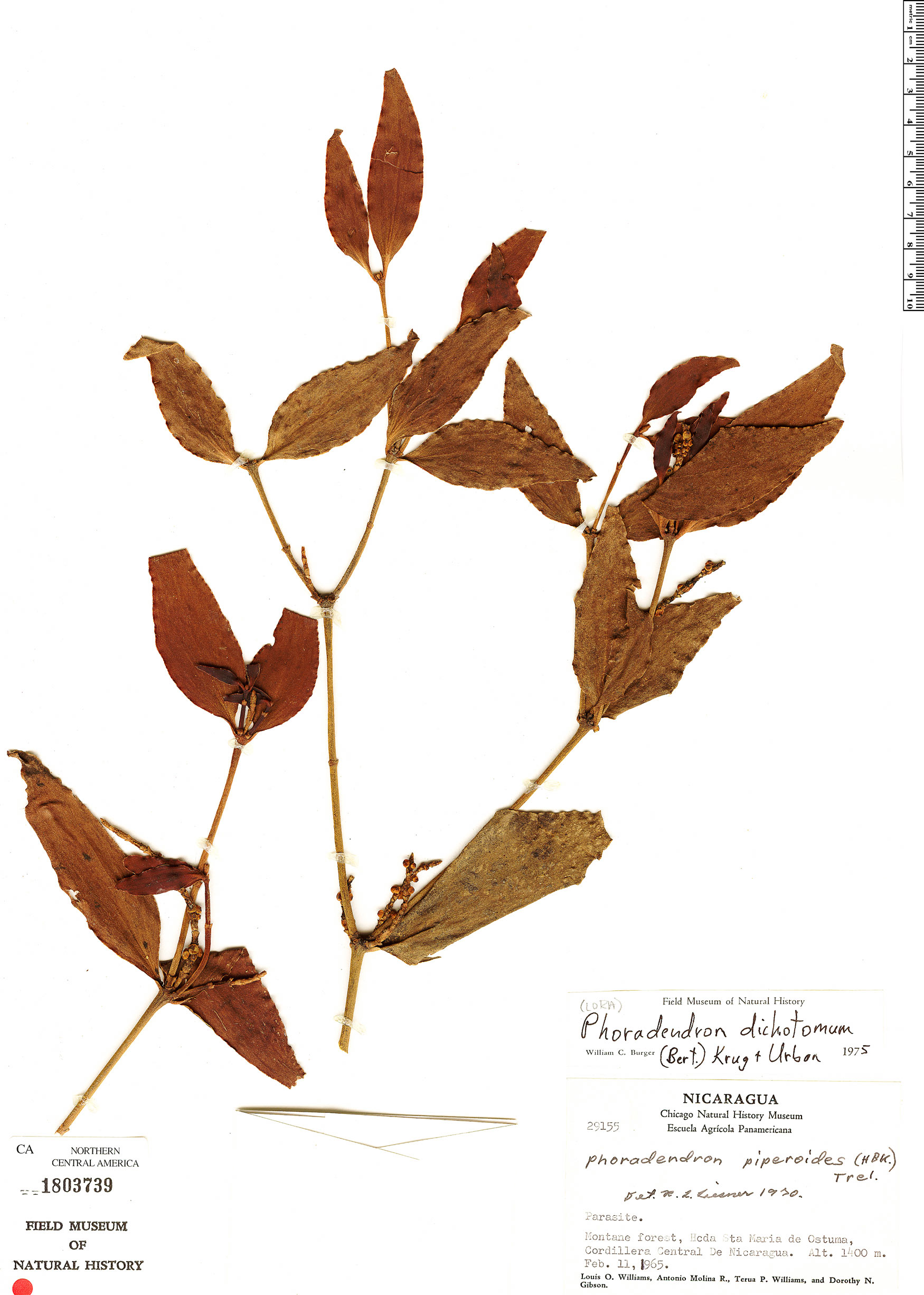 Phoradendron berteroanum image