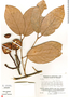 Salacia cordata (Miers) Mennega, Venezuela, J. A. Steyermark 107461, F