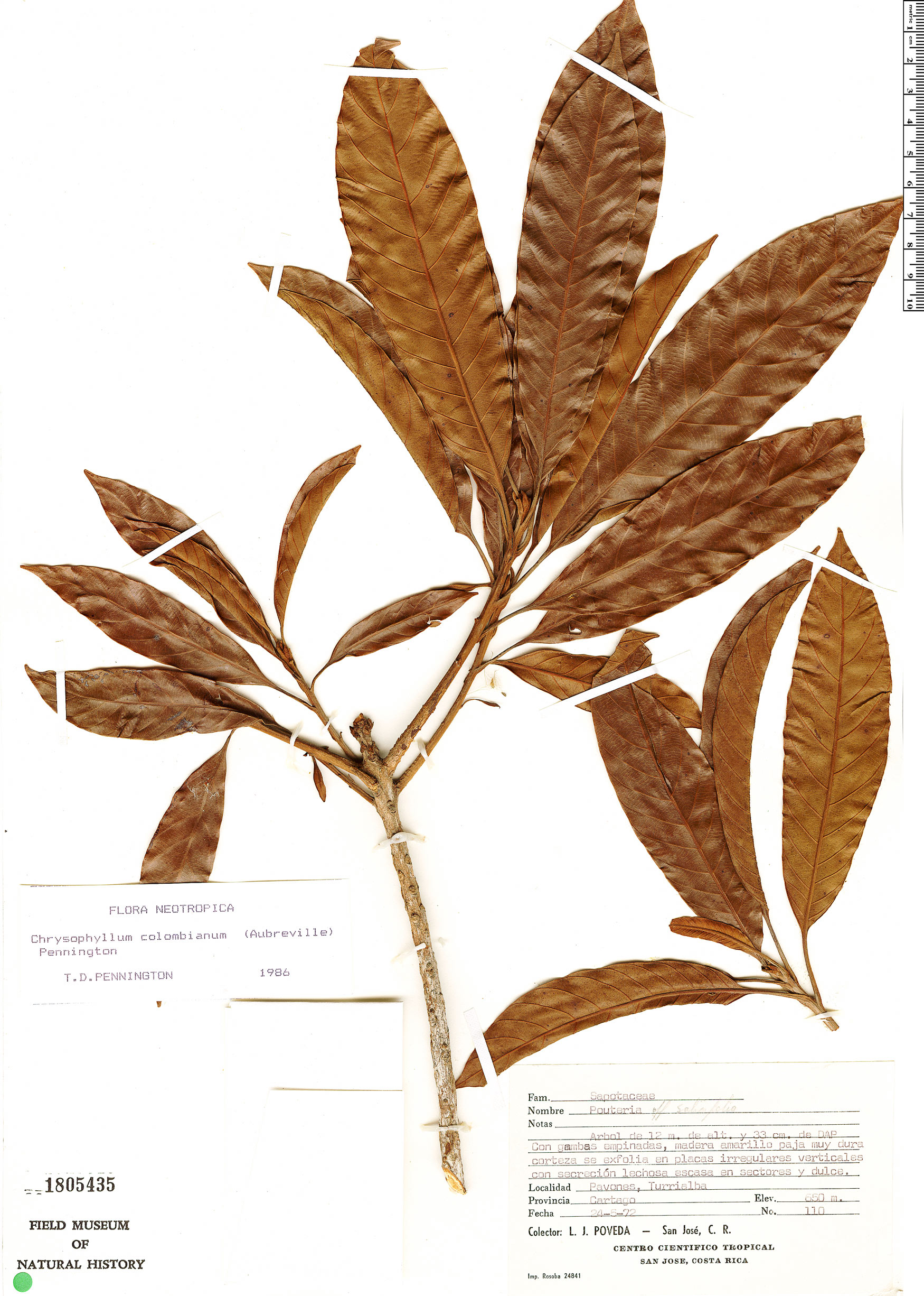Chrysophyllum colombianum image