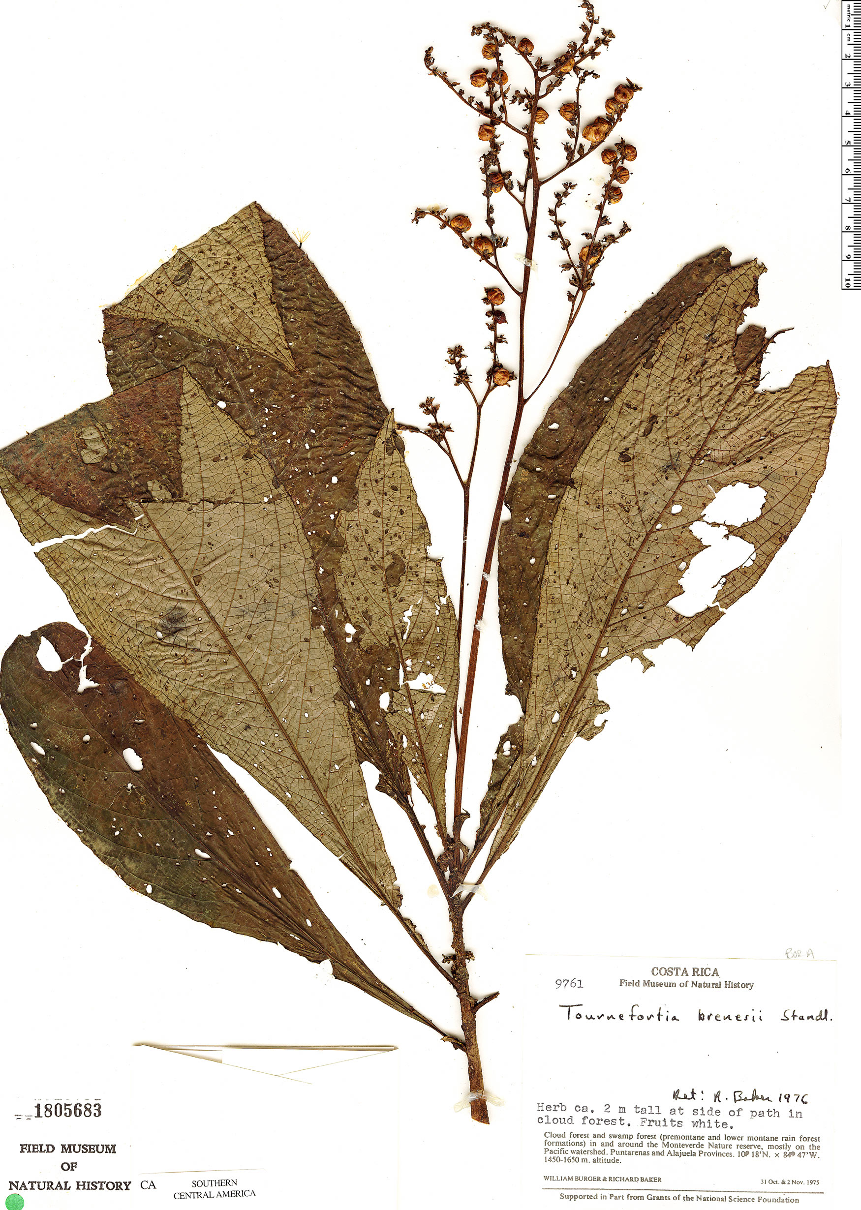 Tournefortia subspicata image