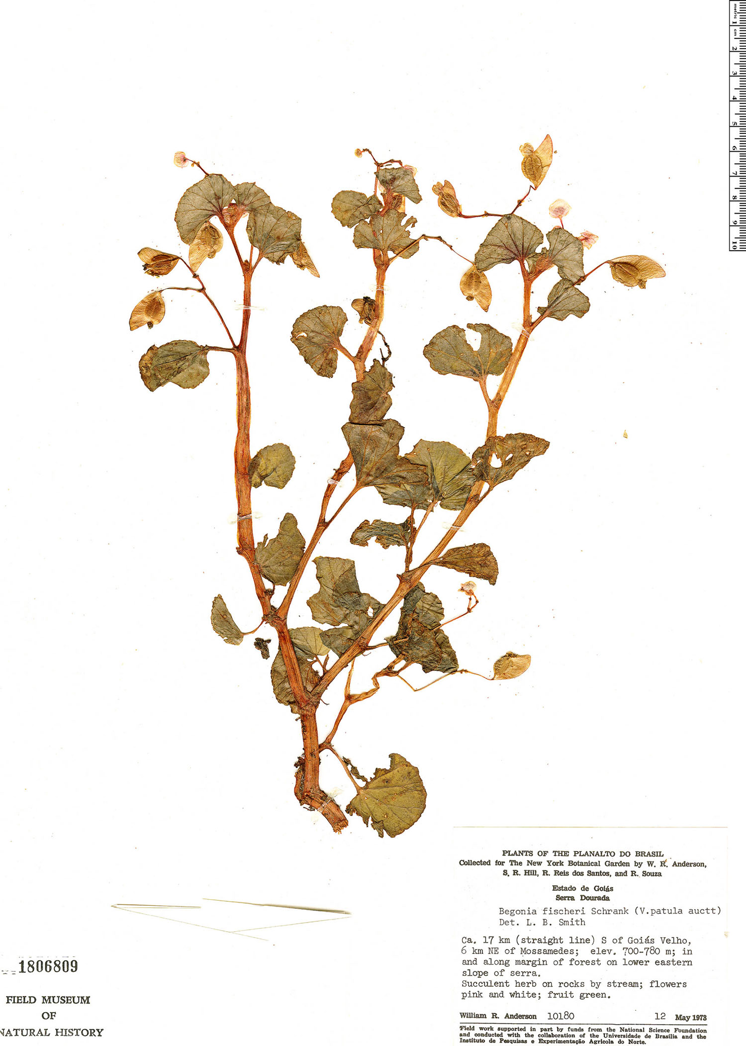 Search Results : Begonia | Rapid Reference | The Field Museum