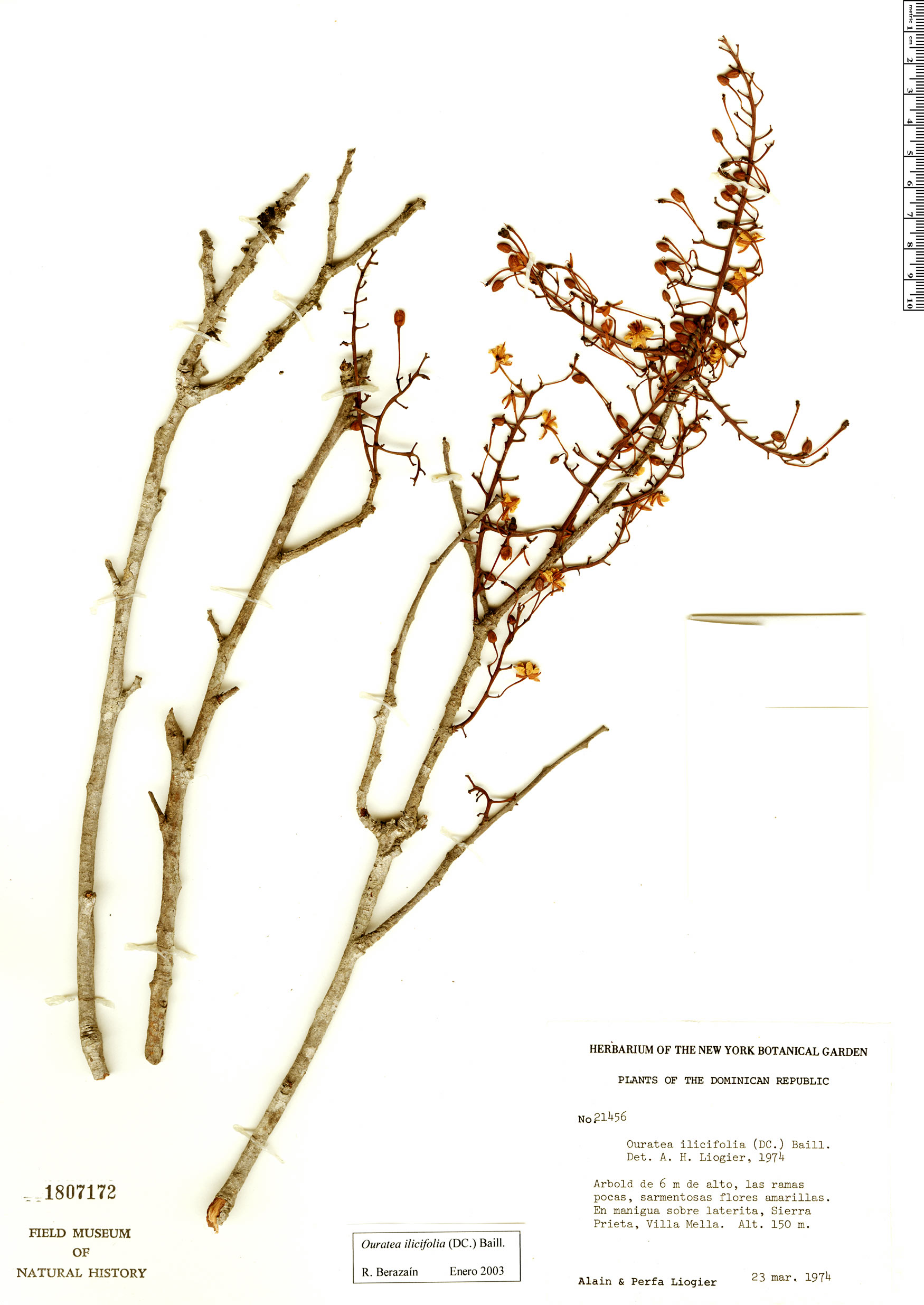 Ouratea ilicifolia image