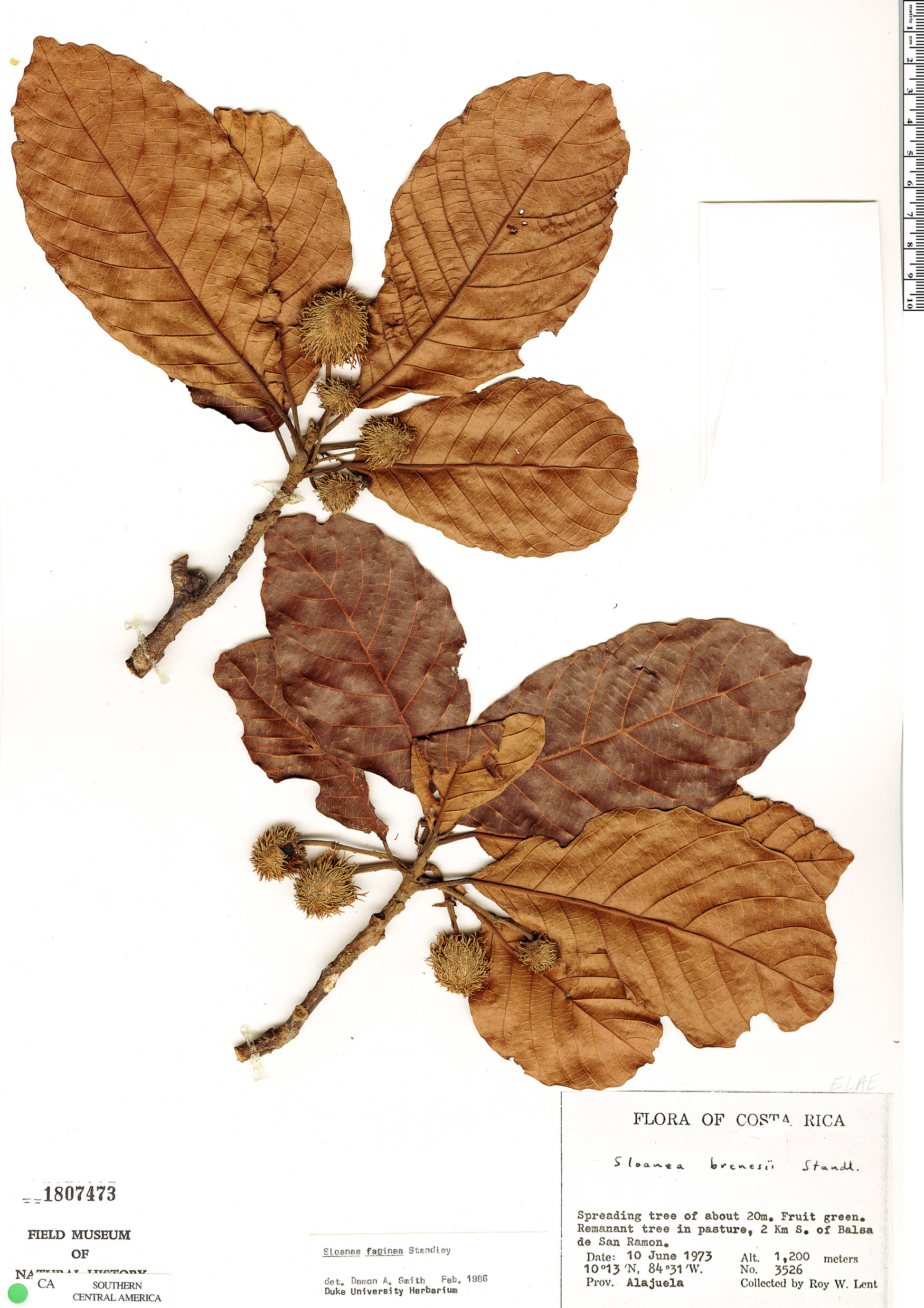 Sloanea faginea image