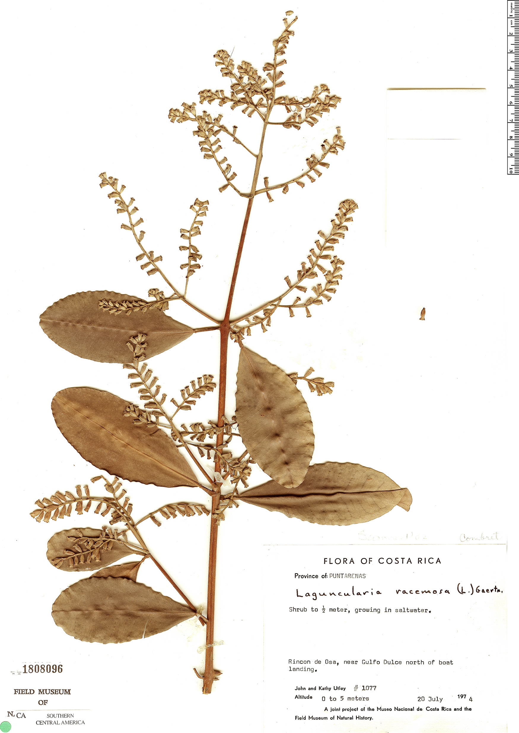Laguncularia racemosa var. racemosa image