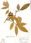 Paullinia pinnata L., Panama, R. L. Liesner 485, F