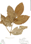 Hirtella latifolia image