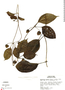 Mendoncia glabra (Poepp. & Endl.) Nees, Peru, S. T. McDaniel 17769, F