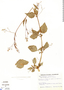 Boerhavia erecta L., Colombia, R. Romero Castañeda 10422, F