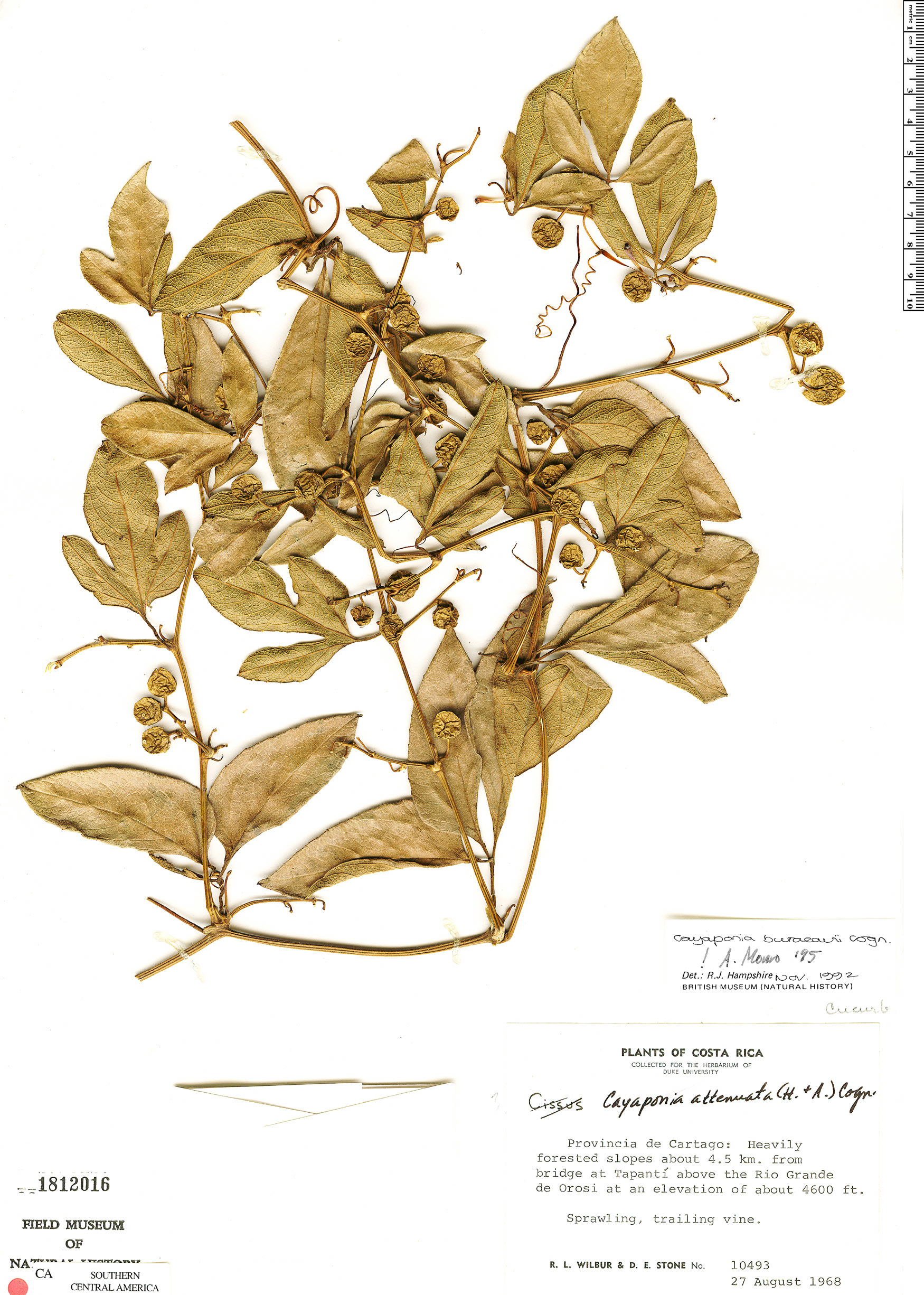 Cayaponia buraeavii image