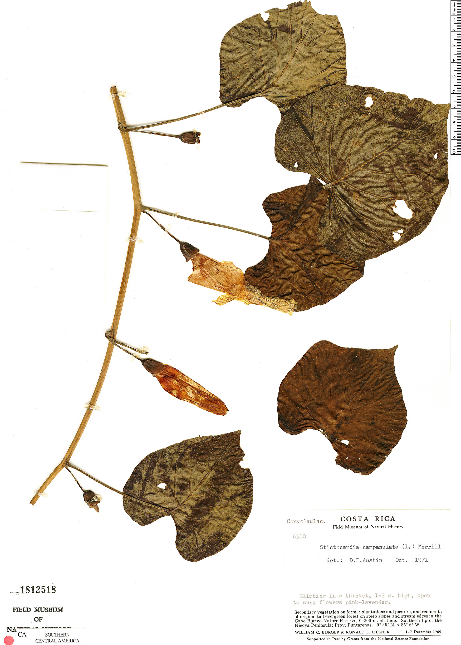 Stictocardia tiliifolia image