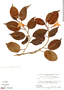 Mandevilla urophylla (Hook.) Woodson, J. Murça Pires 44591, F