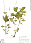 Pseuderanthemum cuspidatum (Nees) Radlk., Mexico, D. E. Breedlove 26818, F