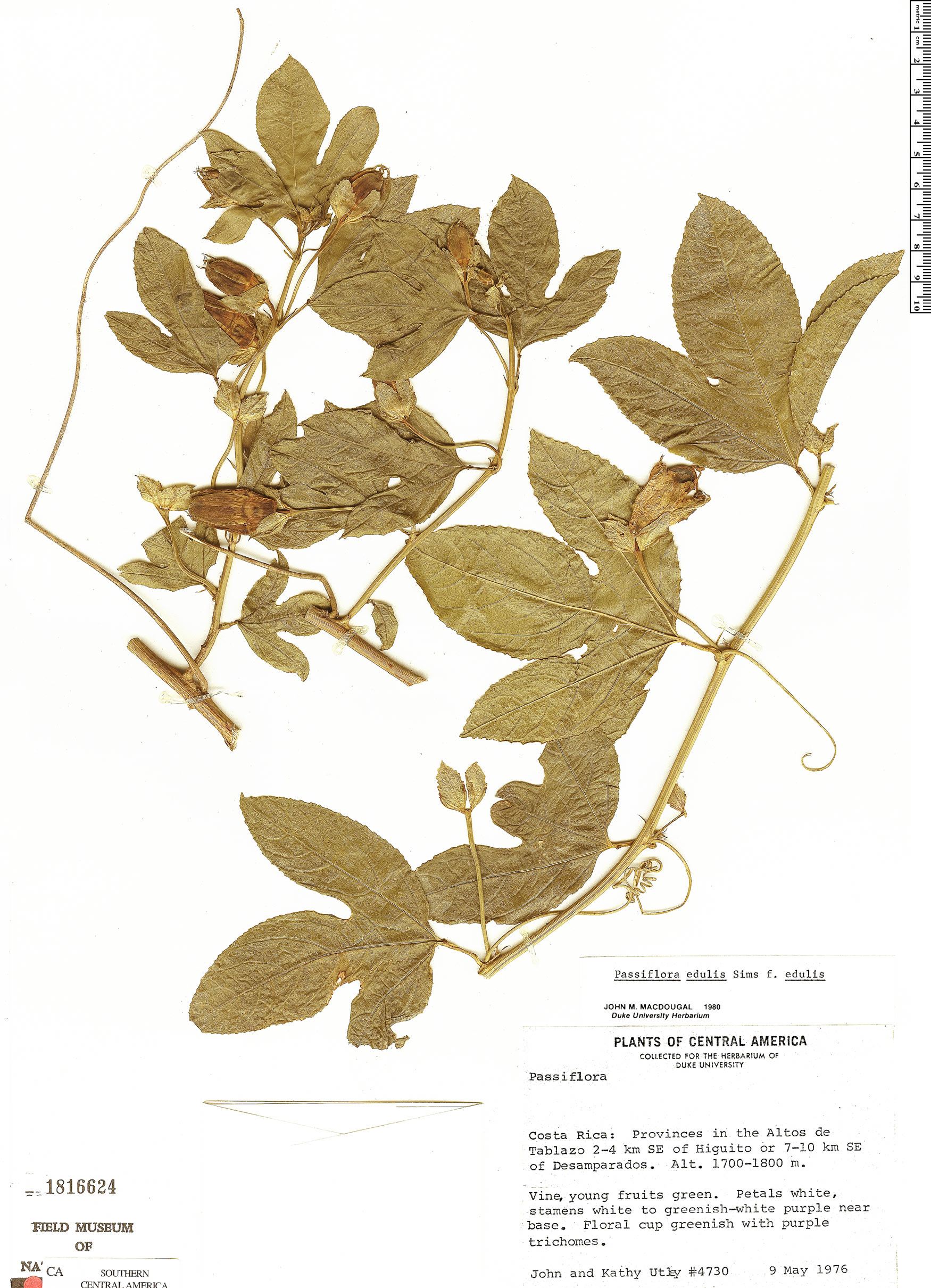 Passiflora edulis f. edulis image