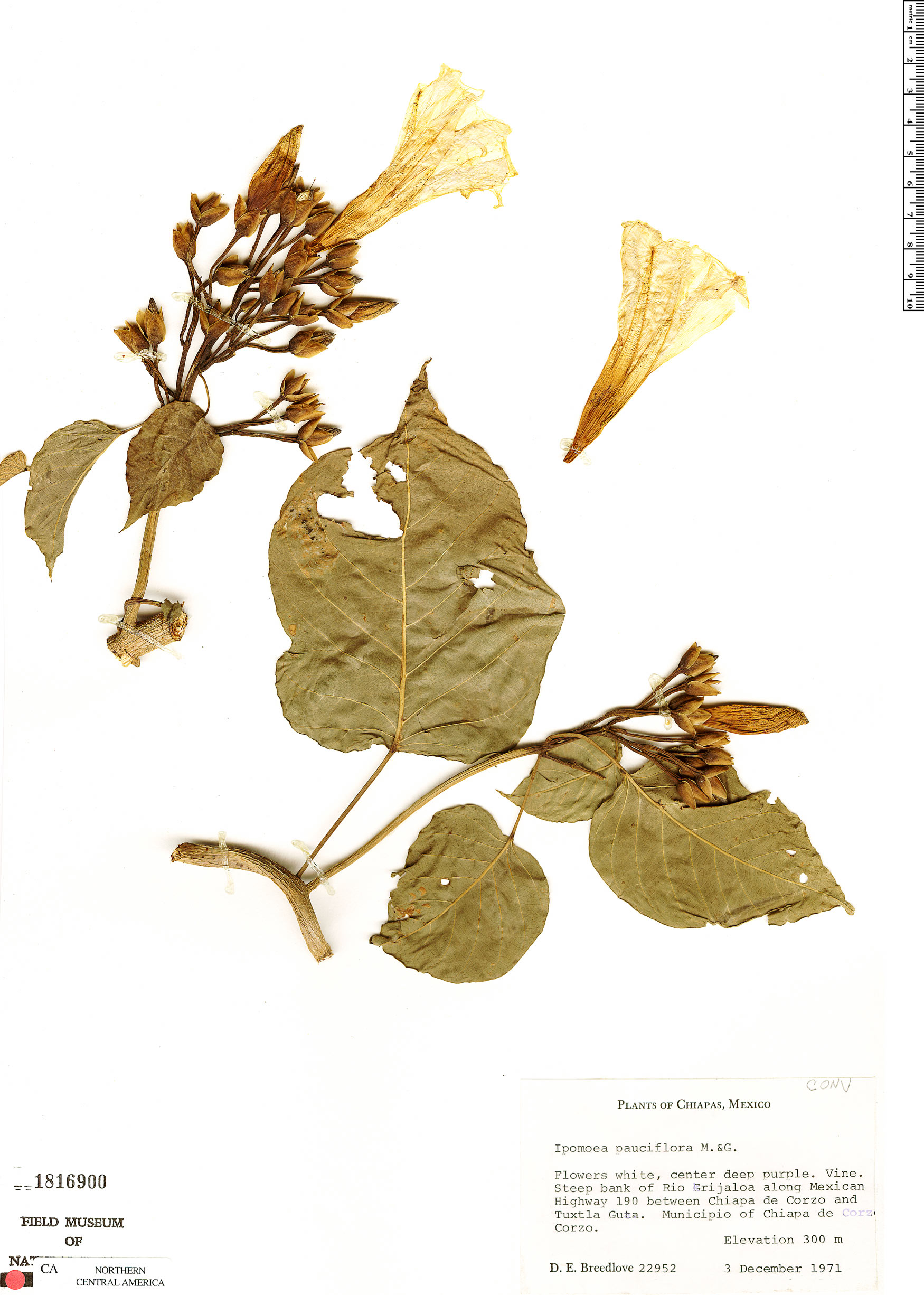 Ipomoea pauciflora image