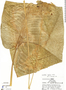Calathea sophiae Huber, R. B. Foster 3083, F