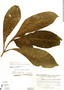Hoffmannia subauriculata image
