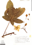Cochlospermum vitifolium (Willd.) Spreng., Mexico, J. I. Calzada 2239, F
