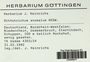 Orthotrichum anomalum image