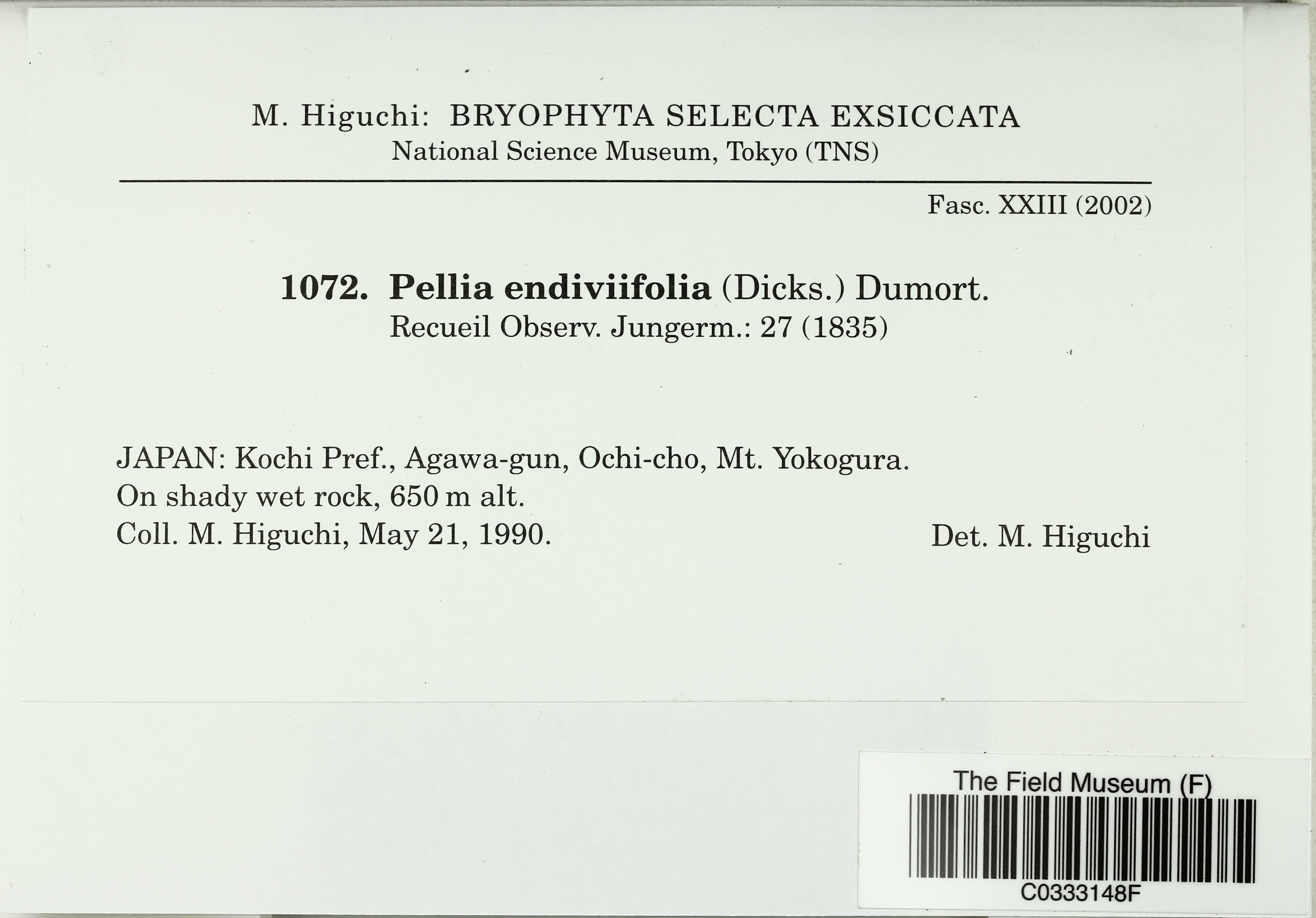 Apopellia endiviifolia image